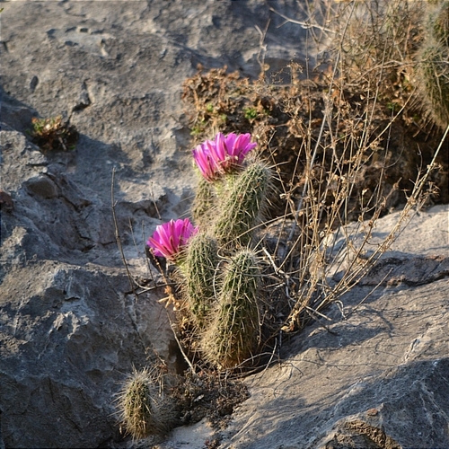 Echinocereus occidentalis