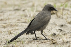 Ashy Starling photo 1