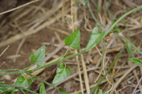 Image of Matelea parvifolia by (c) Michelle W. （鍾偉瑋）, some rights reserved (CC BY)