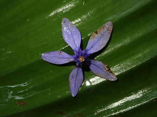 Image of Petrea volubilis by (c) Nolan Exe, some rights reserved (CC BY)