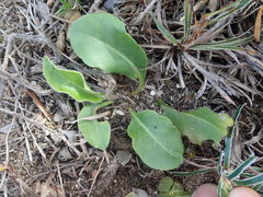 Gerbera piloselloides