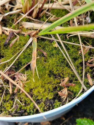 Image of Golden Thread-Moss (Leptobryum pyriforme) by (c) Clive Freedman, some rights reserved (CC BY)