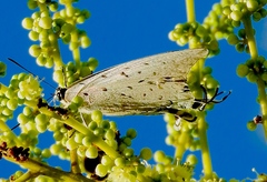 Pseudolycaena damo