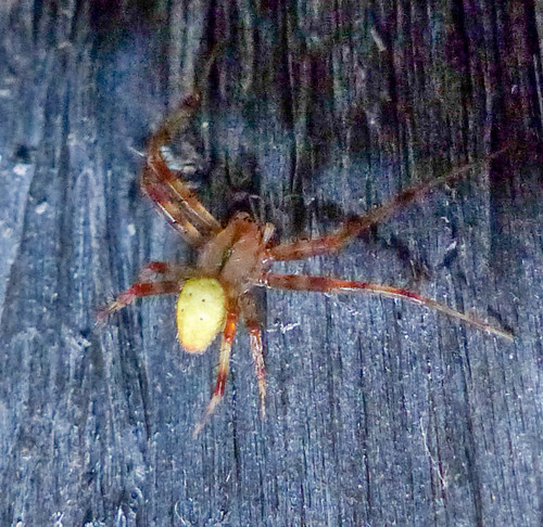 Shamrock Orbweaver photo 5