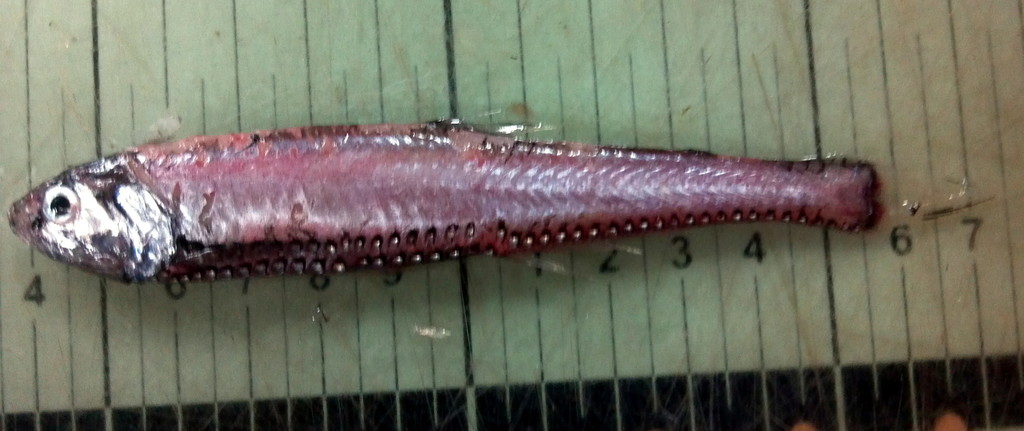 Atlantic Sailor Lightfish