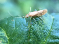 Triaenodes marginatus