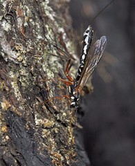 Megarhyssa rixator
