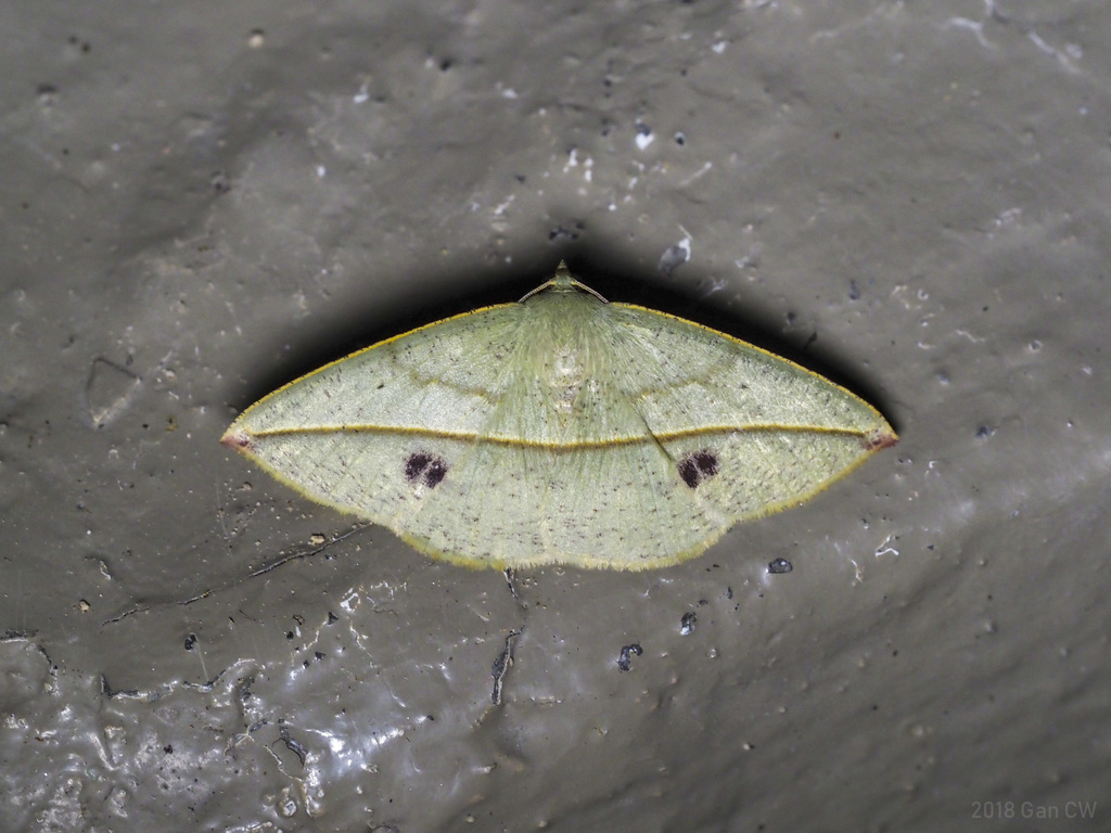 Polyscia