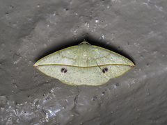 Polyscia viridispurca