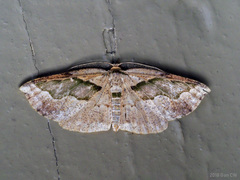 Celenna callopistes