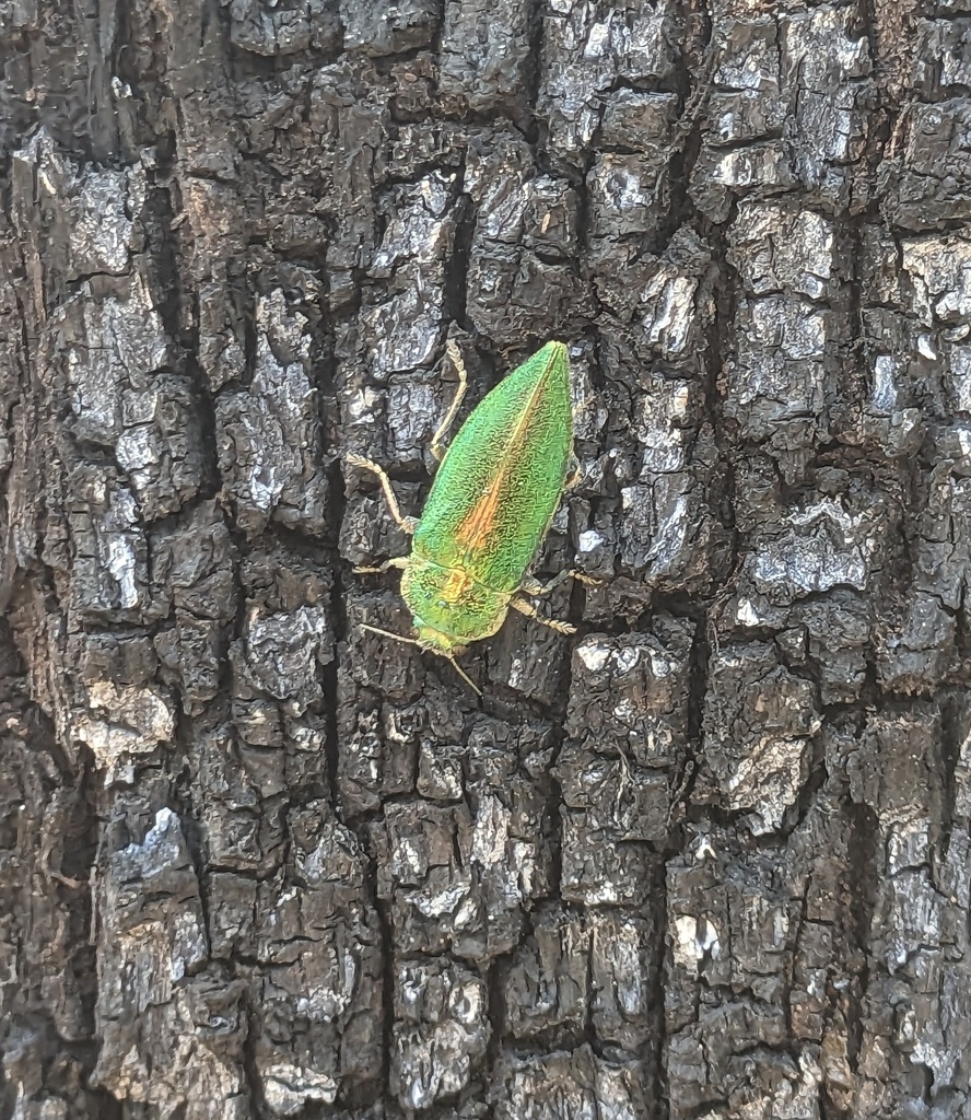 Latipalpis plana