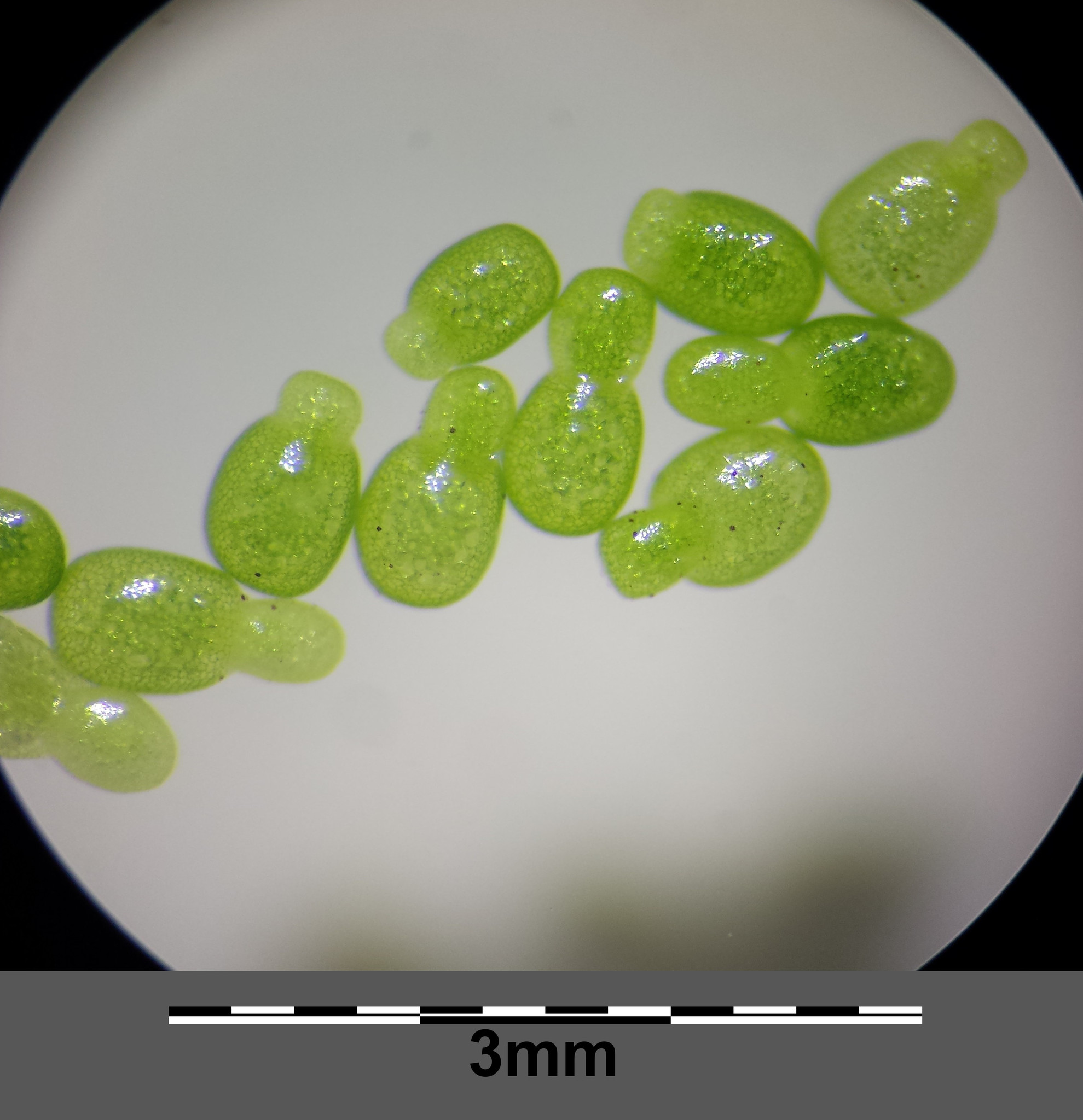 Wolffia columbiana