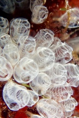 Pycnoclavella communis