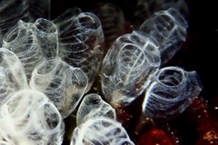 Pycnoclavella communis