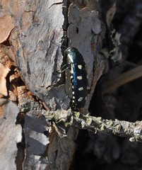 Buprestis octoguttata