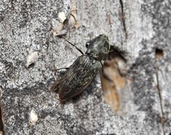 Prosternon tessellatum