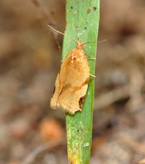 Paramesia gnomana