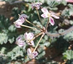 Pelargonium radulifolium