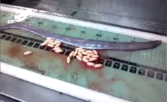 Girard's Hagfish photo 4