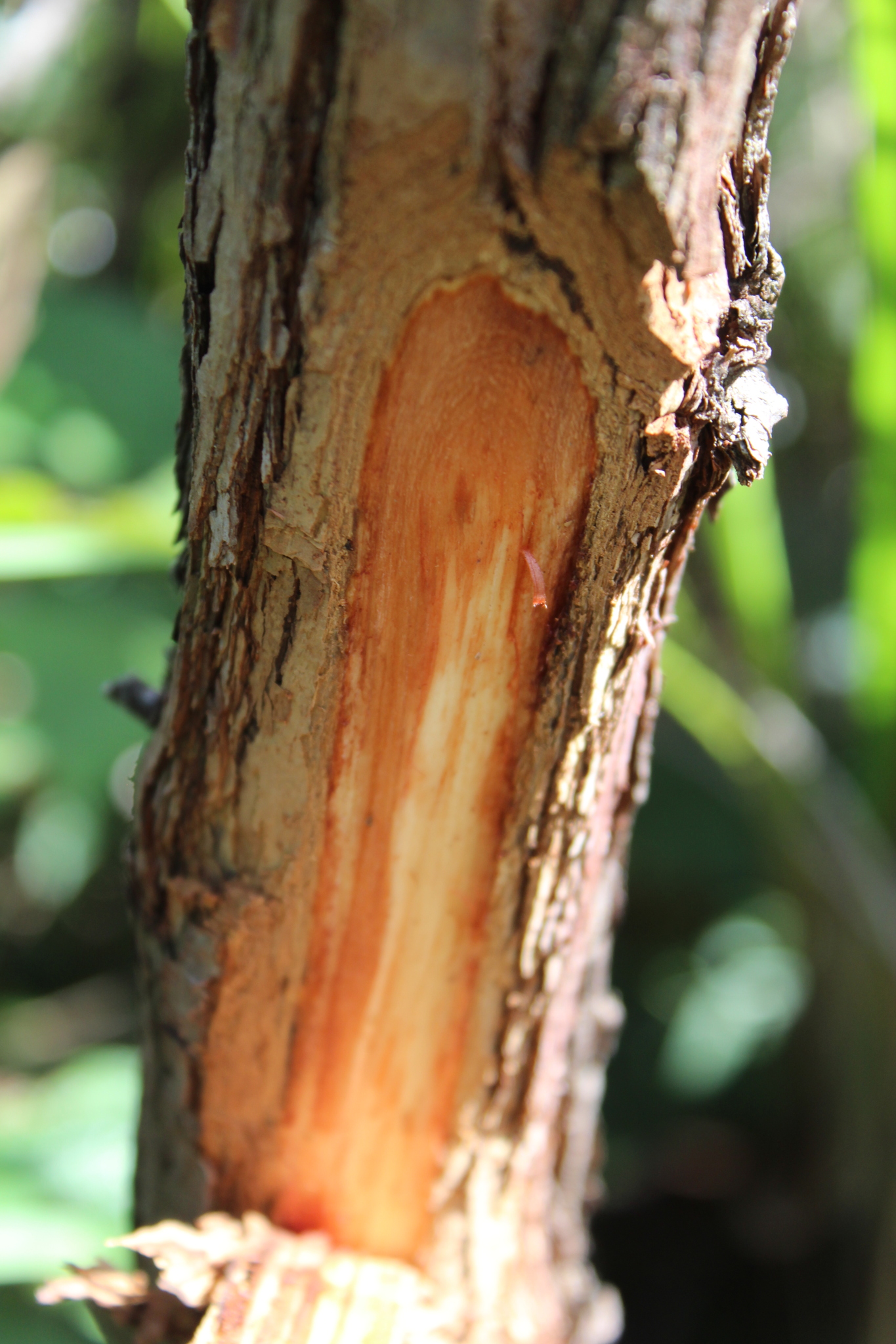 Dalbergia miscolobium