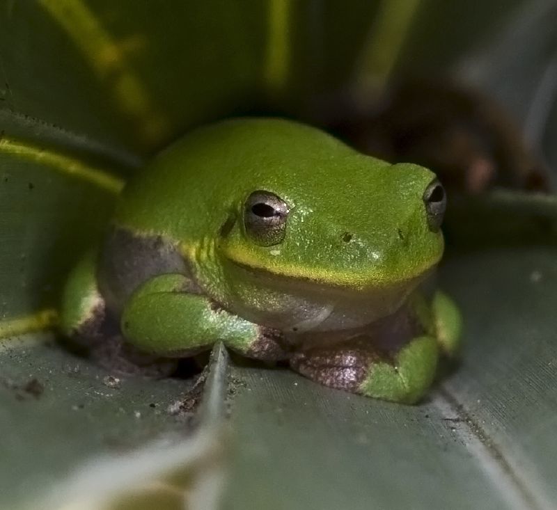 Green Tree Frog (Frog/Toad Species of the Hampton Roads Area