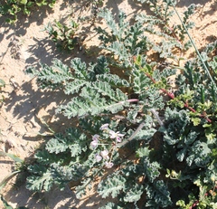Pelargonium radulifolium