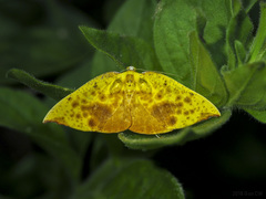 Corymica