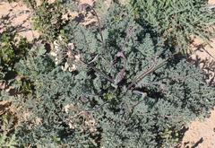 Pelargonium radulifolium