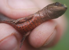 Pholidobolus vertebralis