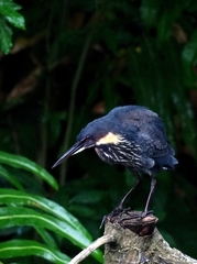 Ixobrychus flavicollis