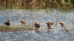 Limosa limosa
