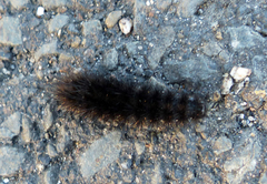 Spilosoma lubricipeda