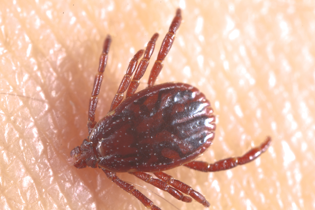 Rhipicephalus pumilio
