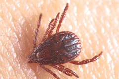 Rhipicephalus pumilio