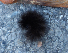 Spilosoma lubricipeda