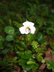 Viola filicaulis