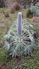 Lupinus alopecuroides