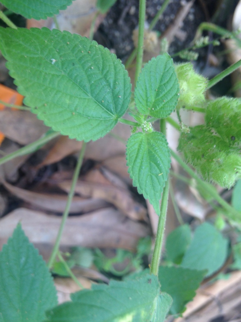Acalypha havanensis 3