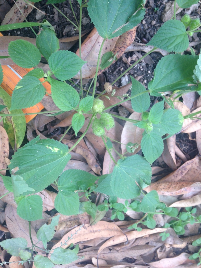 Acalypha havanensis 4