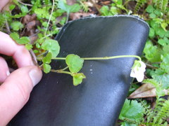 Viola filicaulis