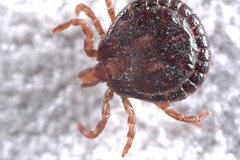 Bothriocroton hydrosauri