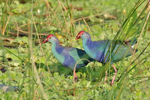 Gray-headed Swamphen