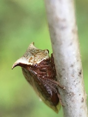 Stictocephala albescens