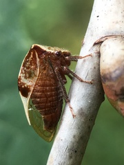 Stictocephala albescens