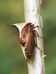 Stictocephala albescens