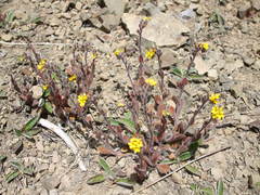 Myosotis australis