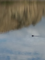 Fulica atra