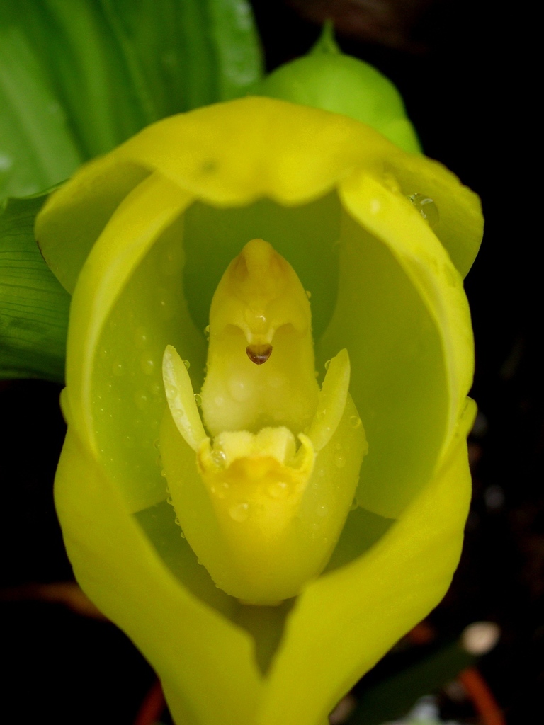 Clowes’ Tulip Orchid