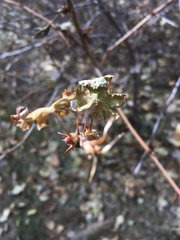 Ribes pinetorum
