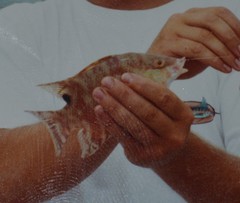 Lachnolaimus maximus